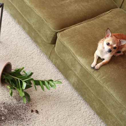 Tenant Property Damages