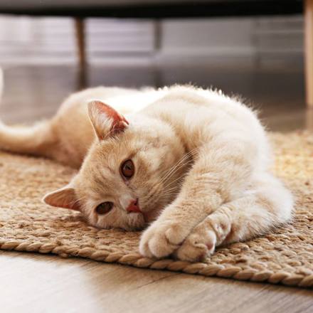 Residential Tenancies Amendment Act 2024